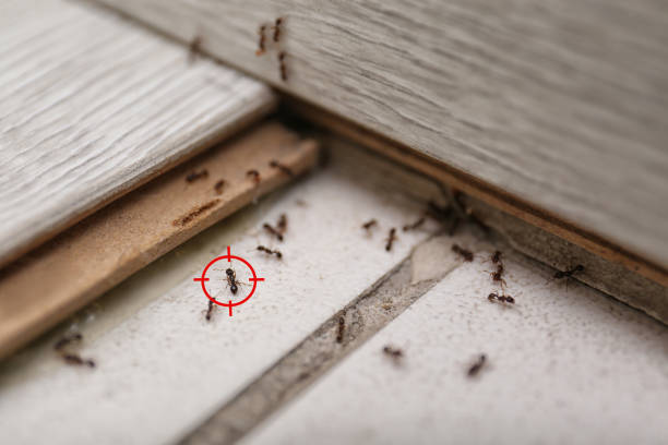 Best Flea Control Services  in Central City, KY