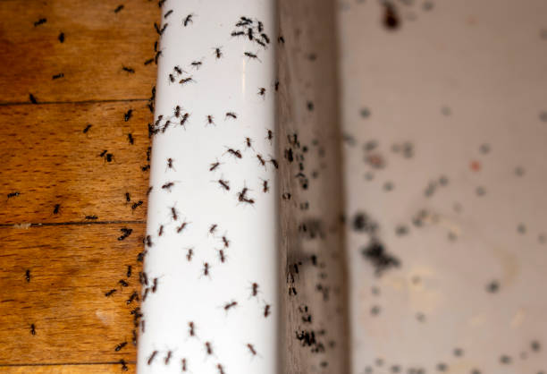 Best Flea Control Services  in Central City, KY