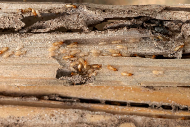 Best Affordable Pest Control Services  in Central City, KY